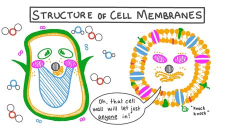 Cell Membrane Cartoon