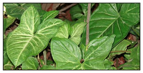 Arrow leaf, Syngonium podophyllum, ARROWHEAD VINE/ Herbal Medicine ...