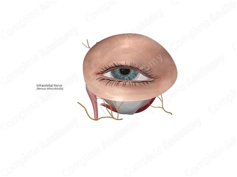 Infraorbital Nerve | Complete Anatomy