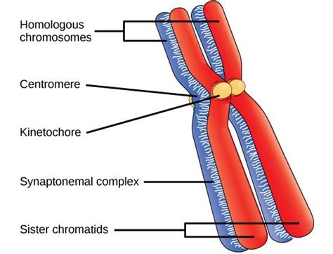 Draw The Structure Of The Chromosome And Label Its Class 12 Biology ...