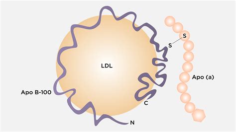 Lipoprotein (a): Five things you should know - Family Heart Foundation