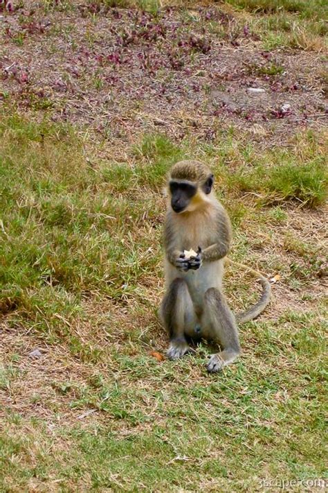 African Green Vervet Monkey Photograph by Adam Romanowicz