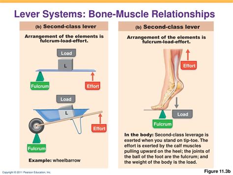 PPT - Muscles of the Body PowerPoint Presentation, free download - ID:2156696