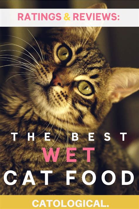 The 6 Best Wet Cat Food Brands with Ratings & Reviews for 2019 | Cat ...