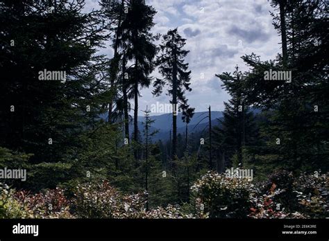 Hiking through the Black Forest in Germany Stock Photo - Alamy