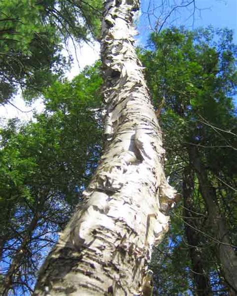 Birch Tree Bark Picture