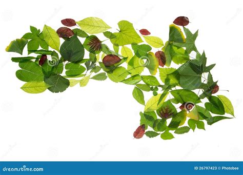 Leaves arrow stock image. Image of leaf, plants, nature - 26797423