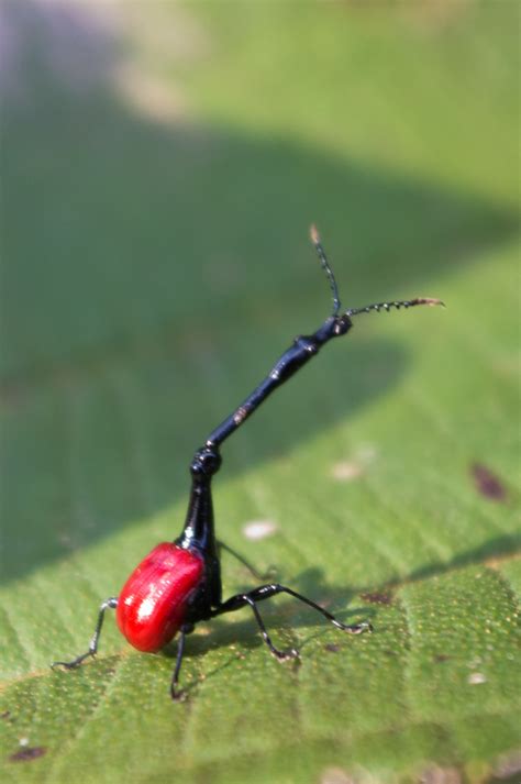 The Remarkable Giraffe Weevil of Madagascar | The Ark In Space