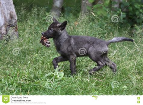 Black Wolf Pup Running with Pine Cone. Stock Photo - Image of life ...