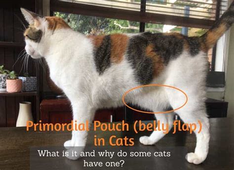 Primordial Pouch (Cat Belly Flap) in Cats | Cat-World