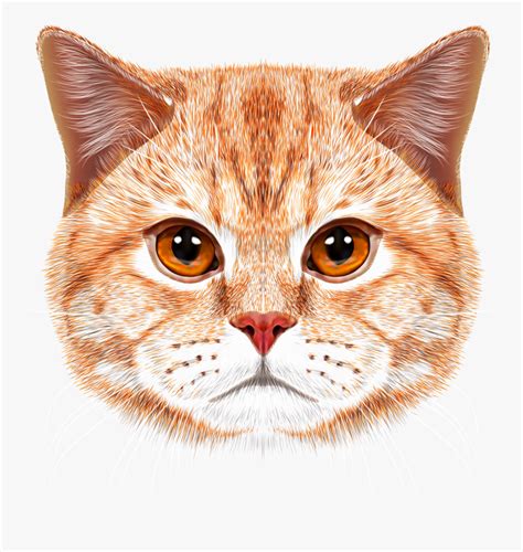 Orange Tabby Cat Face, HD Png Download , Transparent Png Image - PNGitem