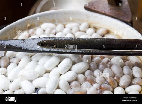 Silk Production Process Stock Photo - Alamy