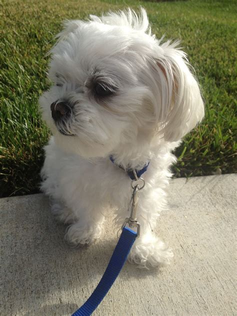 Going for a walk | Dogs, Animals, Walking