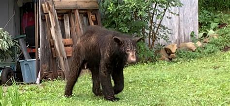 Virginia Black Bears Suffering Second Consecutive Year With High Levels of Sarcoptic Mange