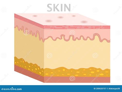 Skin Anatomy, Diagram. Basic Human Skin Layer. Cubic Cross Section. Organ Structure Parts Dermis ...