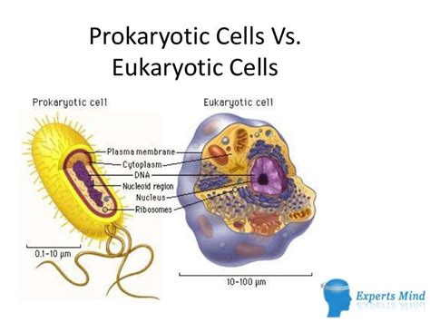 Prokaryotic cells vs. eukaryotic cells