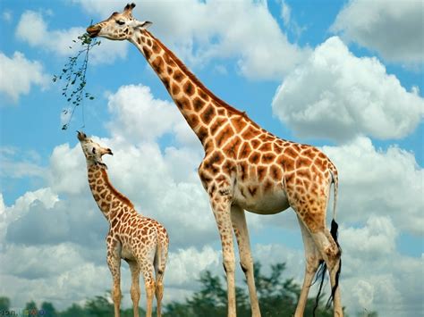 Giraffe - Animals Photos