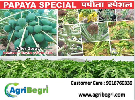 Papaya Special | Papaya plant, Healthy flowers, Papaya