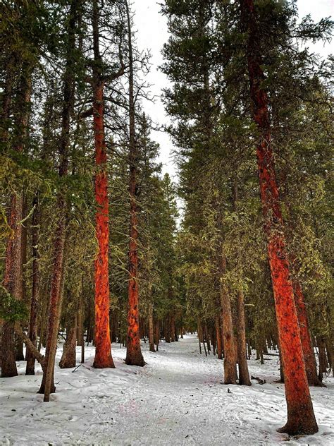 Photos of Echo Lake Trail - Colorado | AllTrails