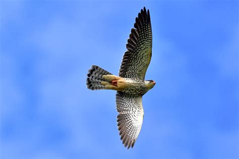 India Nature | Nagaland's Amur Falcon Migration