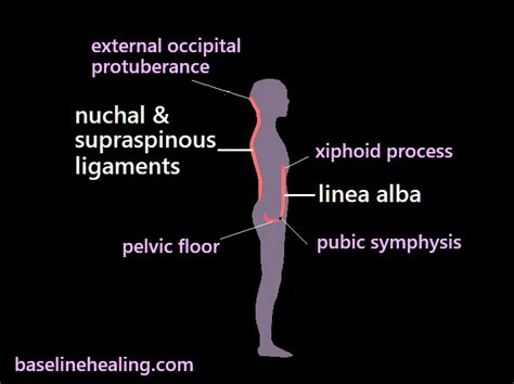 Body Alignment & Balance. Our Midline Anatomy & the Median Plane ...