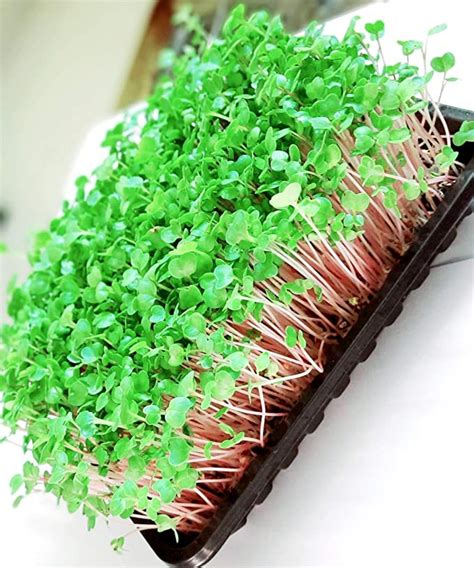 Bulk Premium Quantity Pink Radish Microgreen Seeds – 1KG | UnTreated | Best Germiniation for ...