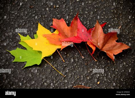 Beautiful color changes of the maple leaves during the autumn or fall ...