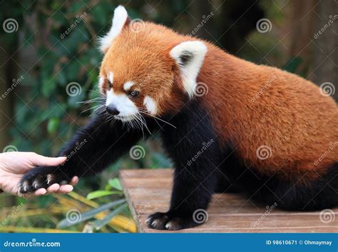 Red Panda Shaking Hand with Human Stock Image - Image of ocean, protected: 98610671