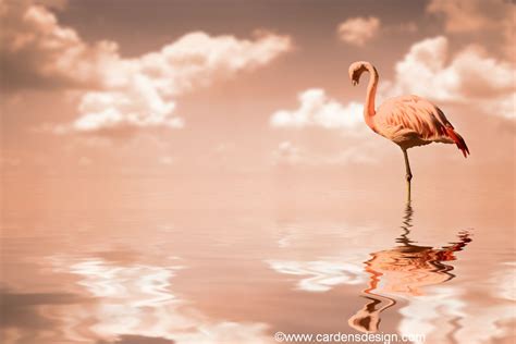 🔥 [50+] Flamingo Desktop Wallpapers | WallpaperSafari