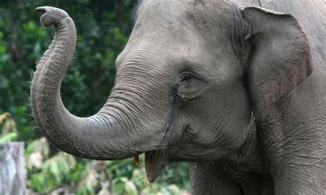 Asian Elephant | Species | WWF