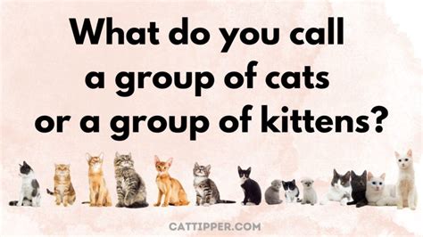 What Do You Call a Group of Cats?