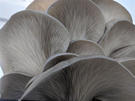 Comox Valley Mushrooms - Fresh, local shiitake & oyster mushrooms