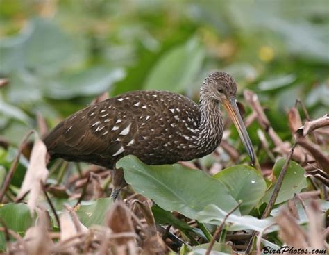 Limpkin | Species, Bird