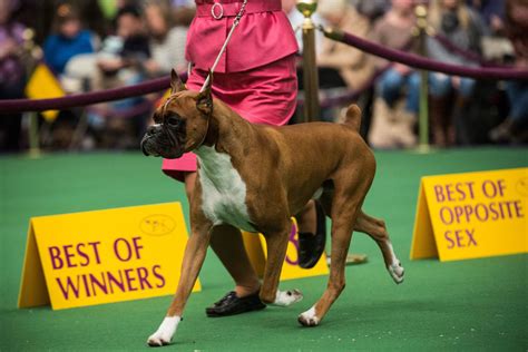 Dogs take the stage at the 138th Westminster Kennel Club Dog Show