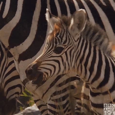 Wildlife Zebra GIF by BBC America - Find & Share on GIPHY