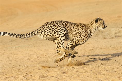 Cute Baby Cheetahs Running