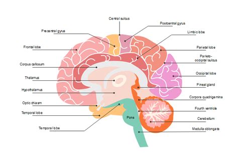 Human Brain Diagram Blank