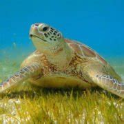 Turtle Snorkelling with Marine Biologist – Hurawalhi Gifts