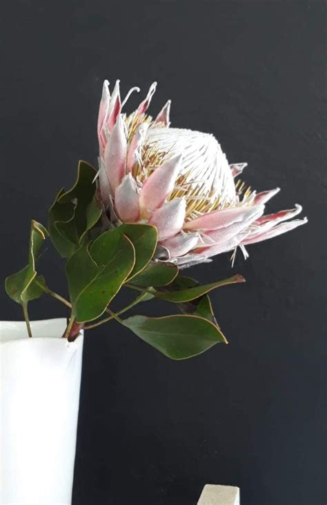 Pin by Magdalena Bowers on Protea | Protea art, Hawaiian flowers, Flowers