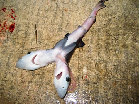 Bizarre Two-Headed Sharks Showing Up in Many Parts of the World - EcoWatch