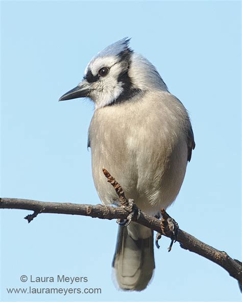 Blue Jay on branch Tagged Photos - Laura Meyers Photograpy