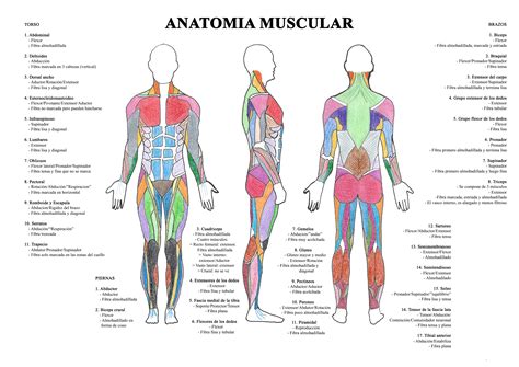 Musculos Sistema Muscular Anatomia Y Fisiologia Humana Anatomia Y Images