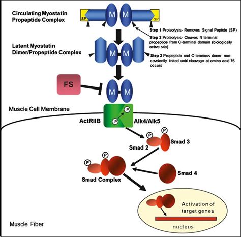 Follistatin Gene Therapy Improves Ambulation in Becker Muscular Dystrophy - IOS Press