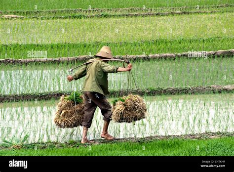 paddy farmer on a rice field in China, China Stock Photo - Alamy