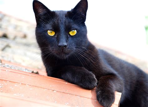 Images Gratuites : animal de compagnie, fourrure, portrait, chaton, Halloween, félin, chat noir ...