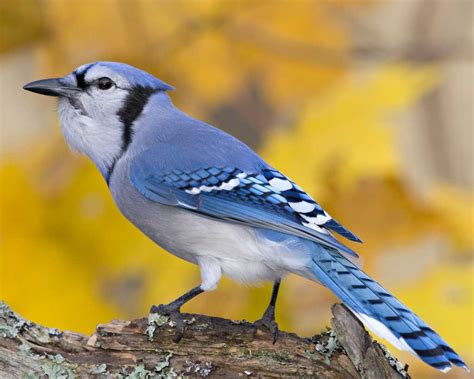 Bird In Everything: Blue Jay Bird Habitat