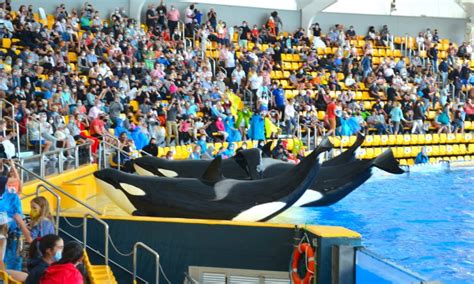 Loro Parque: Orca Conservation or a Show of Submission? | Dolphin Project