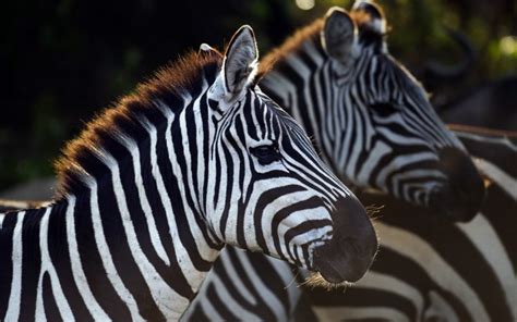 animals, Savage, African, Wild, Life Wallpapers HD / Desktop and Mobile Backgrounds