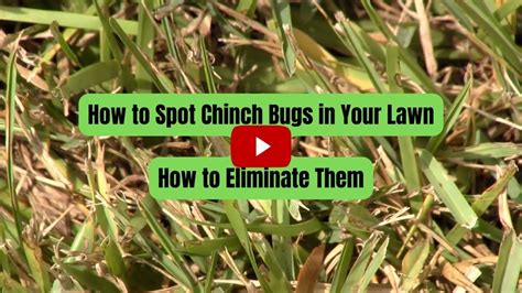 How to Identify Chinch Bug Damage & Chinch Bug Treatments