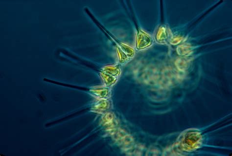 Beauty of Microscopy — One more Plankton Panel. From top to bottom:...